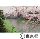 桜咲く千鳥ヶ淵