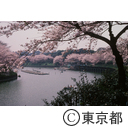桜の千鳥ヶ淵