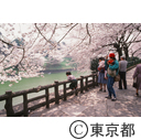 千鳥ヶ淵で花見をする人々