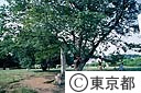 武蔵国分寺跡