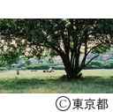 国分寺跡のはらっぱで、宿題をする小学生