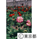 ガーベラの花、大島の温室で