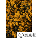 寒小菊の花々