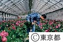 温室でガーベラを作る