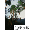 杉の枝打ち