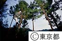 杉の枝打ち