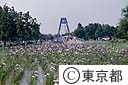 花菖蒲