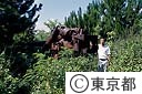 大砲の残骸