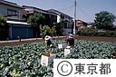 キャベツの収穫