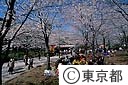花見