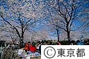 花見
