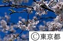 隅田公園の桜