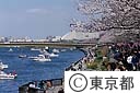 隅田川（親水テラス）と桜