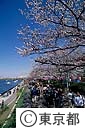 隅田河岸の桜