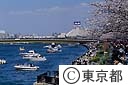 隅田川（親水テラス）と桜