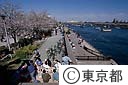 桜と隅田川（親水テラス）