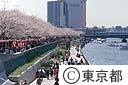 隅田川親水テラス