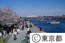 隅田川と桜