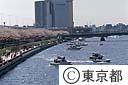 隅田川と桜