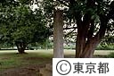 武蔵国分寺跡