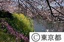 千鳥ヶ淵の桜