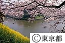 千鳥ヶ淵の桜