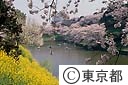 千鳥ヶ淵の桜