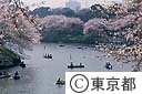 千鳥ヶ淵の桜