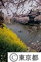 千鳥ヶ淵の桜