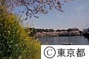 千鳥ヶ淵の菜の花と桜