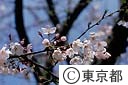 千鳥ヶ淵の桜