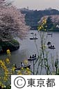 千鳥ヶ淵の菜の花と桜