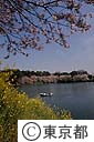 千鳥ヶ淵の菜の花と桜