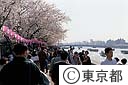 隅田公園の桜