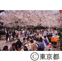 隅田公園の桜