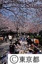 隅田公園の桜