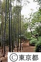 殿ヶ谷戸庭園（竹林）