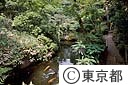 殿ヶ谷戸庭園（池）