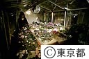 人工太陽で花を育てる