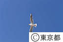 飛ぶ一羽のユリカモメ