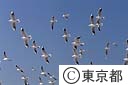 群れ飛ぶユリカモメ