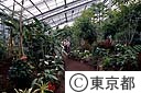 八丈植物園温室