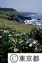 ガクアジサイの咲く岬