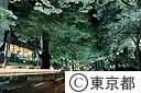府中けやき並木のライトアップ