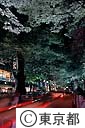 府中けやき並木のライトアップ