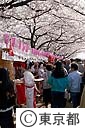 隅田公園の桜