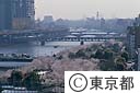 隅田川の桜