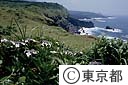 ガクアジサイの咲く岬