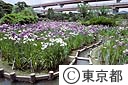 花菖蒲の堀切菖蒲園