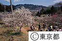 満開の吉野梅郷